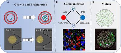 Bacterial Behavior in Confined Spaces